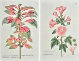 Georg Wolfgang Knorr, Thesaurus rei herbariae hortensusque universalis, due tavole tratte dal volume edito da Joh. Joseph Fleischmann a Norimberga