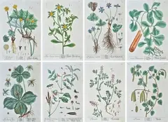 Herbarium Blackwellianum emendatum et auctum, id est, Elisabethae Blackwell collectio stirpium : quae in pharmacopoliis ad medicum usum.. by Elizabhet Blackwell, otto tavole tratte dal volume edito da Christoph Trew, offered Mar 2021