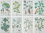 Elizabhet Blackwell, Herbarium Blackwellianum emendatum et auctum, id est, Elisabethae Blackwell collectio stirpium : quae in pharmacopoliis ad medicum usum.., otto tavole tratte dal volume edito da Christoph Trew