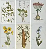 Pierre Joseph Buch'hoz, Histoire universelle du règne végétal, ou nouveau dictionnaire physique et economique de toutes les plantes qui croissent sur la surface du globe, sei tavole di piante e fiori tratte dal volume pubblicato dall' editore Brunet a Parigi tra il