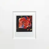 Noboyoshi Araki, Nobuyoshi Araki, NOBUYOSHI ARAKI (Tokyo