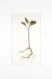 Maria Thereza Alves, Untitled (Wall Piece Flora) 2018