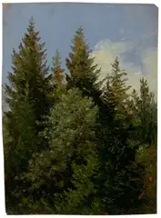 Carl Gustav Carus, Tannen, Um 1840, Öl auf Papier auf Pappe