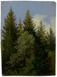 Carl Gustav Carus, Tannen