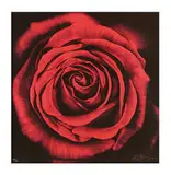 Untitled (Rose) by Robert Longo, 2005, Digital pigment print on Crane Museo paper, sold Oct 2015