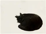 Peter Alexander, Romance VIII (Sleeping Cat), 1987, Charcoal on paper