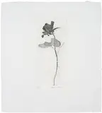 David Hockney, The Rose and the Rose Stalk (from Illustrations for Six Fairy Tales from the Brothers Grimm), 1969-1970, Etching on paper