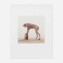William Wegman, Foot Stool, 2000, c-print on paper