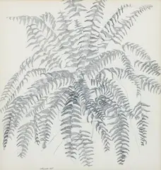Mr Skinner's Boston Fern by Harry M. Schwalb, 1968, pencil drawing, offered Dec 2025