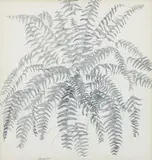 Harry M. Schwalb, Mr Skinner's Boston Fern, 1968, pencil drawing
