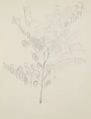 Ficus Tree by Harry M. Schwalb, 1966, pencil drawing, offered Dec 2025