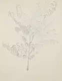 Harry M. Schwalb, Ficus Tree, 1966, pencil drawing