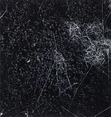 Harry Callahan, Rhode Island, 1961, early, gelatin silver print