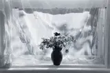 Flowers and Curtain, 1998, black and white by Lilo Raymond, photograph, offered Dec 2025