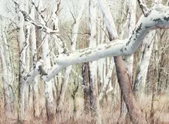 Charles Pitcher, (American/Western PA, 1927-2009), Another Look, 1986, (P-653), watercolor