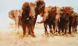 Elephants by Bill Perry, 2015, watercolor on paper, offered Nov 2025