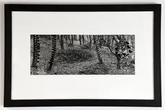 Mirrored Trees, back Yard, from House by Martin Prekop, 2000, gelatin silver print, offered Nov 2025