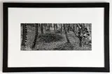 Martin Prekop, Mirrored Trees, back Yard, from House