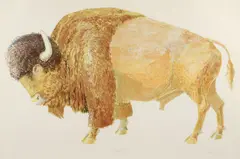 Don Nice, Buffalo, 1976, lithograph printed in colors on wove paper