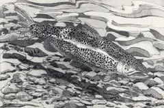 Neil Welliver, Brown Trout, 1978, etching and aquatint
