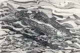 Neil Welliver, Brown Trout, 1978, etching and aquatint