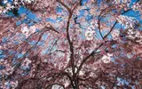 David Aschkenas, Flowering Dogwood Tree, color, photograph