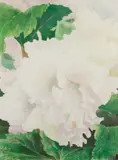 Gary Bukovnik, Begonias, 1980, color