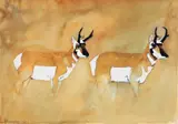 David Bungay, Two Antelope, 1983, water color on paper, pencil