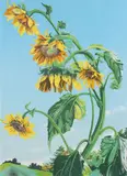 Sondra Freckelton, : Sunflowers, State 1, lithograph printed in colors on wove paper, pencil
