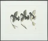 Pitseolak Ashoona, ' W 23.5', Stonecut And Stencil On Paper, 1979, Tilligaktut