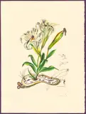 ' W 21.75' by Salvador Dalí, Lithograph In Colors On Arches Paper, C. 1972, Lilies Montre Molle, From Florals, offered Feb 2023
