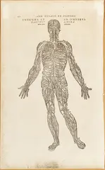 Andreas Vesalius, ' W 7.5', Woodcut Engraving On Laid Paper, 16th C., Human Nervous System