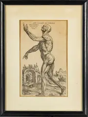 Andreas Vesalius, ' W 8', Woodcut Engraving On Laid Paper, 16th C.,, Anatomia