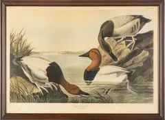 John James Audubon, ROBERT HAVELL (PUBLISHER) HAND-COLORED, 1836, ETCHING