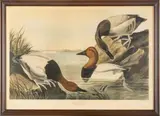 John James Audubon, ROBERT HAVELL (PUBLISHER) HAND-COLORED, 1836, ETCHING