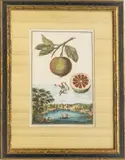 HAND COLORED by Johann Christoph Volckamer, 1708-1714, ENGRAVING ON LAID PAPER, offered Feb 2022