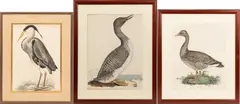 Prideaux John Selby, TINTED ENGRAVINGS, ON PAPER
