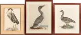 TINTED ENGRAVINGS by Prideaux John Selby, ON PAPER, offered Apr 2021