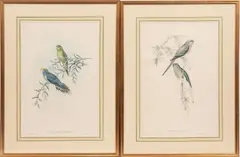 COLOR LITHOGRAPHS by John Gould, ON PAPER, offered Apr 2021