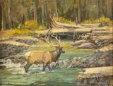 Frank Hagel, Elk, oil on canvas