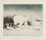 Michael Coleman, Polar Bear, etching Original pencil signature lower right, #19/25 $800-1,000