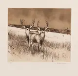 Michael Coleman, Dog Valley - Mule Deer, etching Original pencil signature lower right, #50/95 Verso: Booklet of Artist's