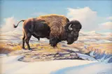Elmer Sprunger, Bison in the Foothills, oil on canvas