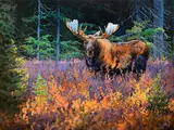 Ed DuRose, Out of the Forest - Bull Moose, acrylic on canvas