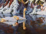 Ed DuRose, Evening - Trumpeter Swans, acrylic on canvas