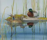 Janeen Schissler, Mallard Pair, watercolor