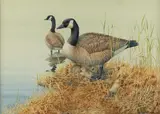 Janeen Schissler, Canada Geese, watercolor
