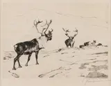 Carl Rungius, The Stranger Image is, etching