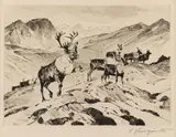 Carl Rungius, Above the Timberline Image is, etching