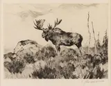 Carl Rungius, The Wanderer Image is, etching